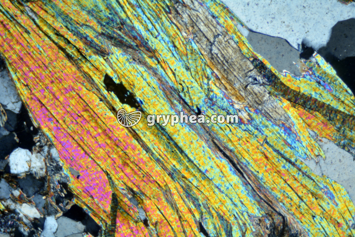 Micaschiste LPA x25 - gryphea.com